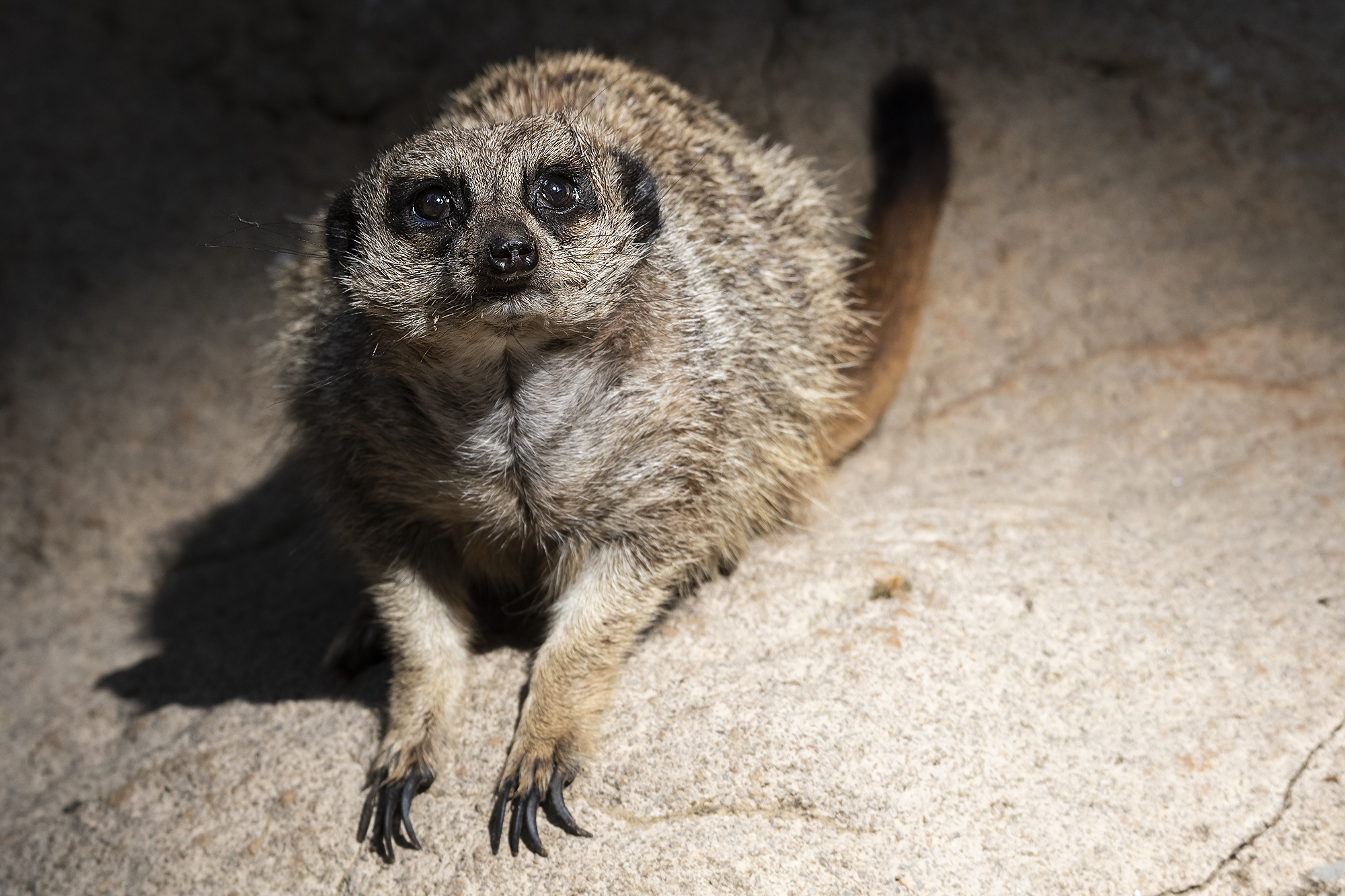 Meerkat Wilson (by Barcelona Zoo)